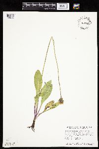 Crepis runcinata subsp. runcinata image
