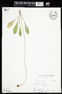Crepis runcinata subsp. runcinata image