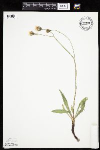 Crepis runcinata subsp. runcinata image