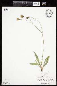Crepis runcinata subsp. runcinata image