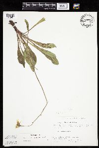 Crepis runcinata subsp. runcinata image