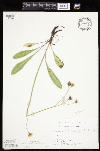 Crepis runcinata subsp. runcinata image