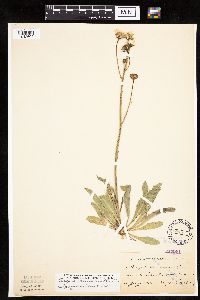 Crepis runcinata subsp. runcinata image