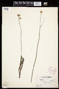 Crepis runcinata subsp. runcinata image