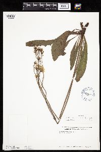 Crepis runcinata subsp. runcinata image