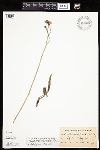 Crepis runcinata subsp. runcinata image