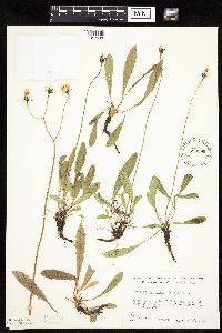 Crepis runcinata subsp. runcinata image
