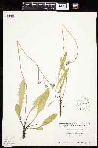 Crepis runcinata subsp. runcinata image