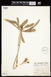 Crepis runcinata subsp. runcinata image