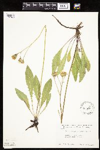 Crepis runcinata subsp. runcinata image