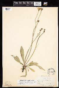 Crepis runcinata subsp. runcinata image