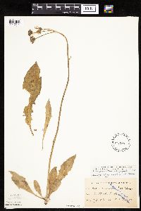 Crepis runcinata subsp. runcinata image