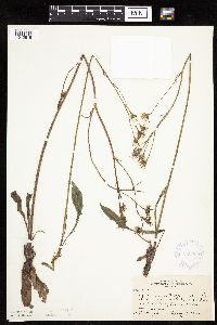Crepis runcinata subsp. runcinata image
