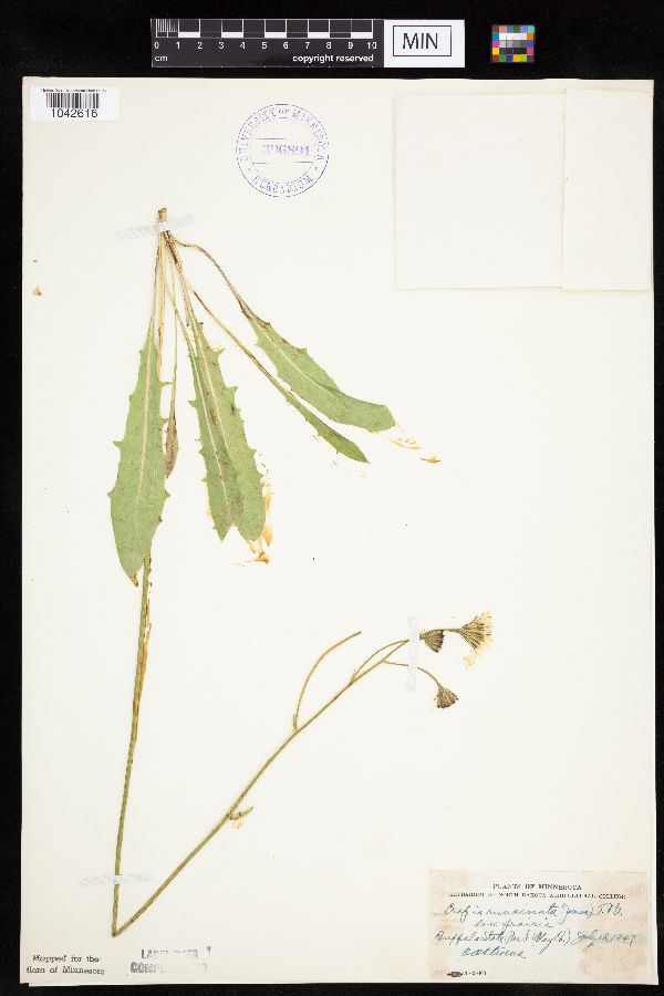 Crepis runcinata image