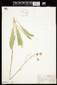 Crepis runcinata subsp. runcinata image