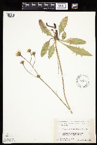 Crepis runcinata subsp. runcinata image