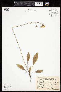 Crepis runcinata subsp. runcinata image