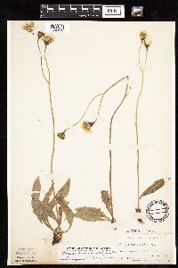 Crepis runcinata subsp. runcinata image