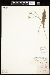Crepis runcinata subsp. runcinata image