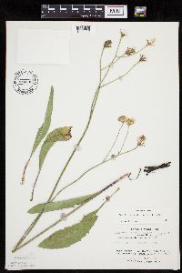 Crepis runcinata subsp. runcinata image