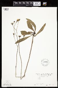 Crepis runcinata subsp. runcinata image