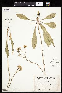 Crepis runcinata subsp. runcinata image