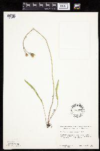 Crepis runcinata subsp. runcinata image