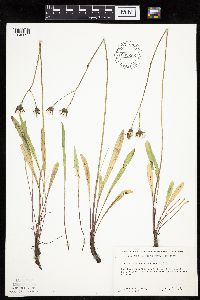 Crepis runcinata subsp. runcinata image