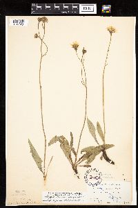 Crepis runcinata subsp. runcinata image