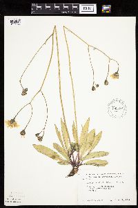 Crepis runcinata subsp. runcinata image