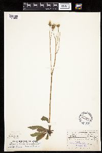 Crepis runcinata subsp. runcinata image