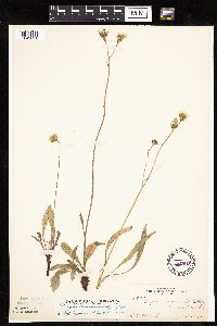 Crepis runcinata subsp. runcinata image