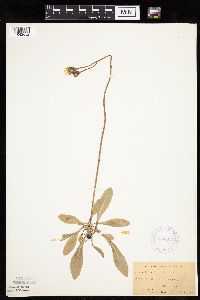 Crepis runcinata subsp. runcinata image