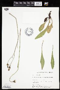 Crepis runcinata subsp. runcinata image