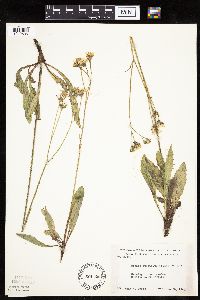 Crepis runcinata subsp. runcinata image