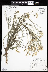 Crepis tectorum image