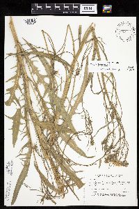 Crepis tectorum image