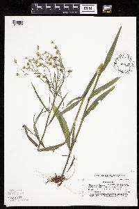 Crepis tectorum image