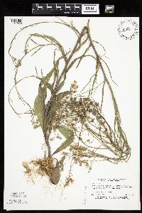 Crepis tectorum image