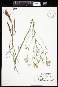 Crepis tectorum image