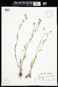 Crepis tectorum image