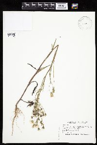 Crepis tectorum image