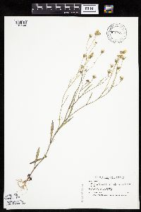 Crepis tectorum image