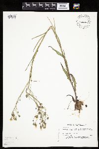 Crepis tectorum image