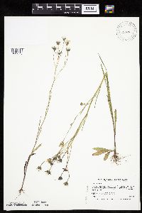Crepis tectorum image