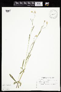 Crepis tectorum image