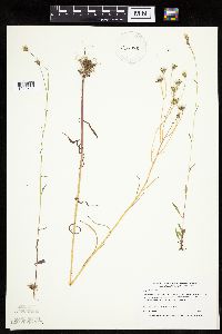 Crepis tectorum image
