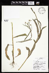 Crepis tectorum image