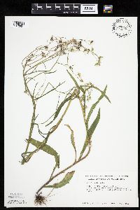 Crepis tectorum image