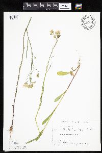 Crepis tectorum image
